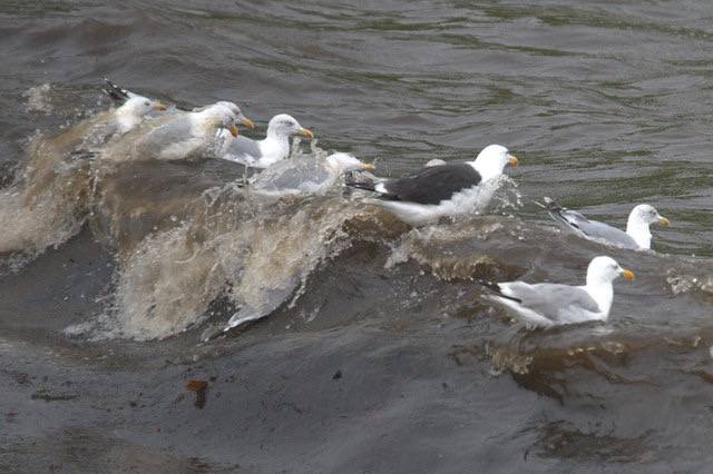 Gulls riding a wave at Norwick by Mike Pennington is licensed under CC BY-SA 2.0